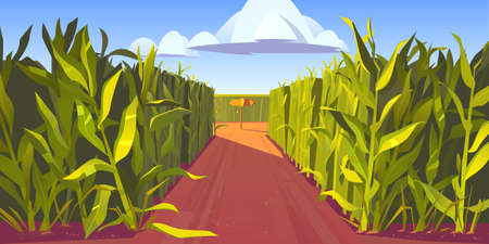 Road on cornfield with fork and wooden direction sign. Concept of choosing way and making decision. Vector cartoon landscape with tall corn stems and crossroad with pointersのイラスト素材