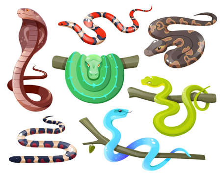 Snakes, wild tropical serpents isolated on white background. Cobra, california mountain kingsnake, green tree and ball python, trimeresurus salazar and insularis. Vector cartoon set of exotic reptilesのイラスト素材