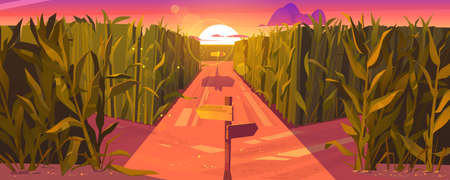 Cornfield sunset landscape with wooden road pointers and high green plants. Choice of way concept with signposts pointing on path fork. Labyrinth, maze, choosing direction, Cartoon vector illustrationのイラスト素材