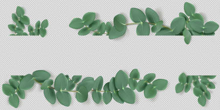 Eucalyptus leaves and branches frame, aromatic herb. Evergreen plant border, condiment or spice for essential oil and medicine isolated on background. Natural green foliage decor realistic 3d vectorのイラスト素材