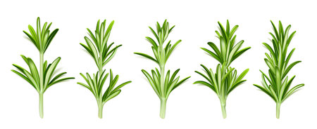 Rosemary herb, isolated garden plant stems with green leaves, seasoning on white background. Organic spice, cooking condiment, ingredient, fresh aromatic twigs, Realistic 3d vector illustration, setのイラスト素材