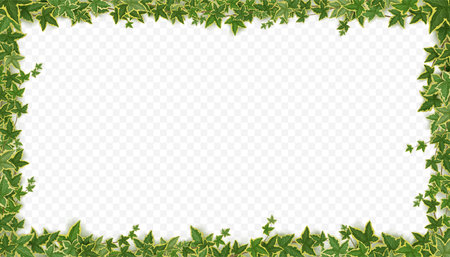 Frame of ivy vines with green leaves. Garden wall decoration with hanging lianas. Banner template with borders of climbing plants isolated on transparent background, vector realistic illustrationのイラスト素材