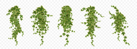 Realistic set of ivy vines hanging on wall png isolated on transparent background. Vector illustration of Hedera plant with green leaves, home interior, garden landscaping or floral design elementのイラスト素材