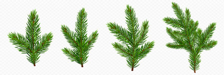 Pine tree branch set realistic vector illustration. Fir twigs with green needles isolated on transparent background. Winter holiday evergreen decoration, spruce or cedar elements,のイラスト素材