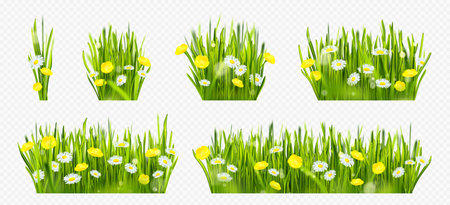 Realistic spring green grass field with flowers isolated border on transparent background. Yellow flores meadow with camomile nature frame set. Wild grassland bunch collection with sunshine light.のイラスト素材