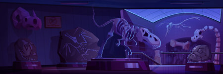 Night museum room with dinosaur skeletons and fossil stones. Vector cartoon illustration of archeology exhibits on stands, ancient rocks with prehistoric animal imprints, dino skulls and bonesのイラスト素材