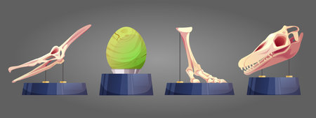 Historical archaeological museum exhibit elements on stand. Cartoon vector illustration set of dinosaur skeleton bones, skull and egg of prehistoric animals. Paleontology artifact of jurassic period.のイラスト素材