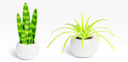 3d realistic house plant in pot vector illustration. Indoor garden succulent flora isolated plastic object set. Green leaf growth for simple home or office interior decoration. Cute foliage gardeningのイラスト素材