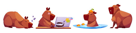 Cute capybara character set showing daily activities - sleeping, working on laptop with coffee, swimming in water with oranges, sitting. Brown chubby rodents with expressive muzzles of different moodsのイラスト素材