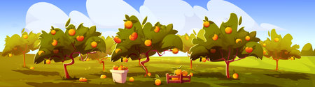 Sunny cartoon orchard landscape with fruit trees - golden apple harvest scene, farm field with buckets and wooden crates, blue sky background for agriculture game, countryside or seasonal farming.のイラスト素材