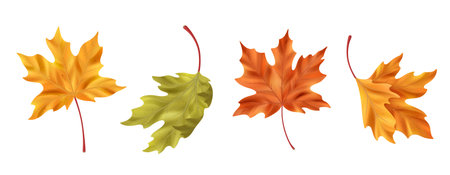 Realistic maple leaf collection with yellow, green, orange and red autumn foliage for seasonal designs. Natural botanical elements with fall colors and detailed textures. Isolated leaves with stems.のイラスト素材