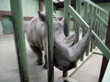 Large male rhino in the winter zoo. Stuck its head through the fenceの写真素材