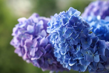 Blue, violet Hydrangea flower in a garden. A bouquet of Hydrangea