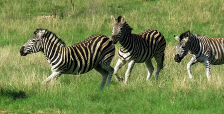 3 Zebra running free
