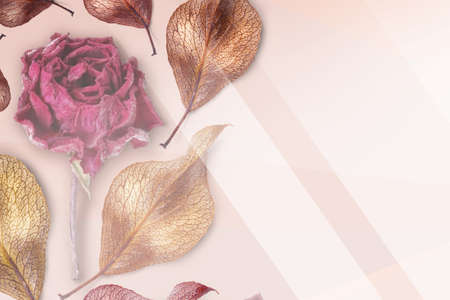 Rose flower with autumn leaves and copy space. Top view, flat lay.Background for postcards Thanksgiving Day, Autumn composition. Dry rose and autumn leavesの写真素材