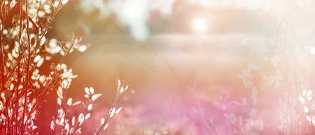 Blurred natural background. Delicate natural background in pastel colors with a soft pink accent. Dried flowers in nature. Delicate colors, copy space. Sunny day. Spring background.の写真素材