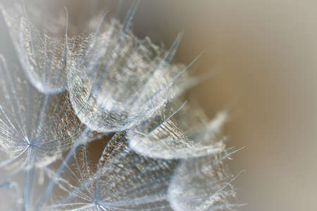 Tragopogon pratensis. Beautiful abstract macro photo of a large dandelion seed. Closeup of seeds with umbrellas. Delicate pastel floral background. Misty blurred background of dandelion flowers.の写真素材