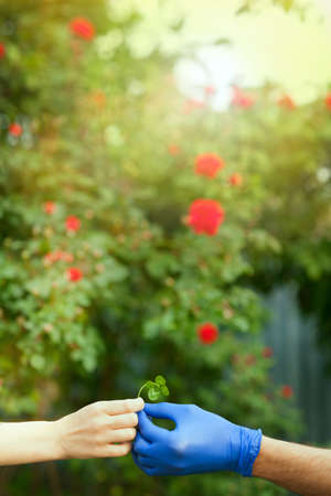 A man in protective gloves gives the woman a clover leaf. Female and male hand holds a four leaf clover. The concept of protection against bacteria and viruses, modern romance in the season COVID19の写真素材