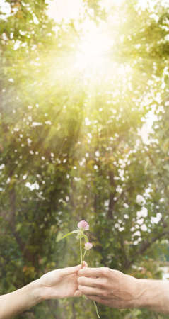 Two hands are holding a clover flower. Hands of lovers hold a flower. Male hand holding a pink clover flower and a woman's hand. Summer. Present. Natural sunny background.の写真素材