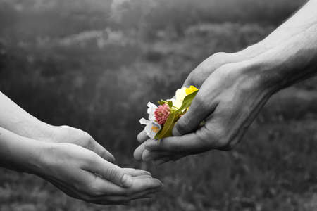 Black and white background with colorful flowers. Male hands give flowers to female hands. Hands give flowers. A gift in the distance. Floral and human hands on a blurred background.の写真素材