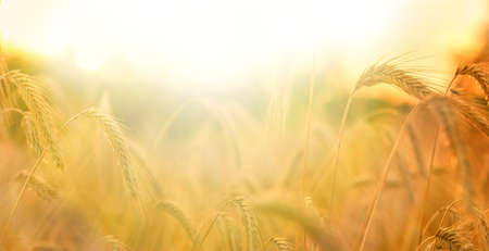 Colorful natural warm background with free space. Rural landscapes under the shining sunlight. Recommended ripening ears of wheat field.Spikes of ripe wheat in the sun close-up with soft focusの写真素材