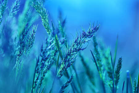 Grass, morning. Blurred natural background. Tender background with meadow grass. Beautiful background with spikelets. Spring season nature landscape, natural texture of green grass, copy spaceの写真素材