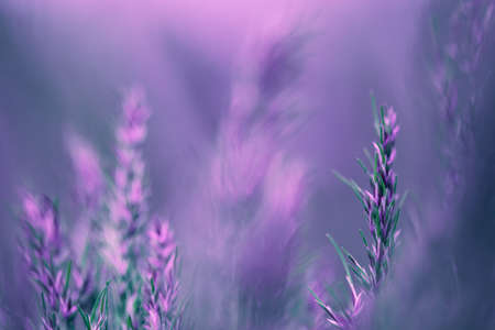 Blurry natural background in lilac-violet tones. Tender background with meadow grass. Natural summer magic background. Abstract gradient background. Fantastic texture with copy space.の写真素材