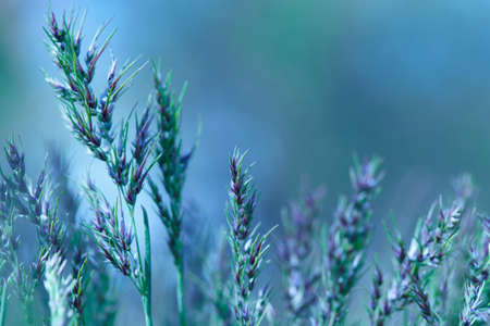 Blurred natural background. Tender background with meadow grass. Beautiful background with spikelets. Spring season nature landscape, natural texture of green grass, copy space. The grass, morning.の写真素材
