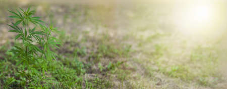 Medical marijuana plant Hemp. Marijuana leaves, hemp. Legalization, free marijuana cultivation.Cannabis growth Copy spaceの写真素材