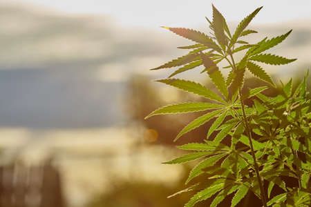 Silhouette of growing marijuana outdoors. Hemp is lit by warm light. Blurred background with hemp leaves.の写真素材