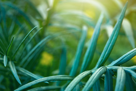 Leaf of plant background abstract. Grass, morning. Blurred natural background. Spring season nature...