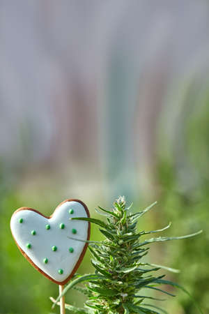 Hemp plant and heart shaped gingerbread. Hemp and sweet love. Marijuana or cannabis and heart for Valentine's Day.Happy 420 Day.の写真素材