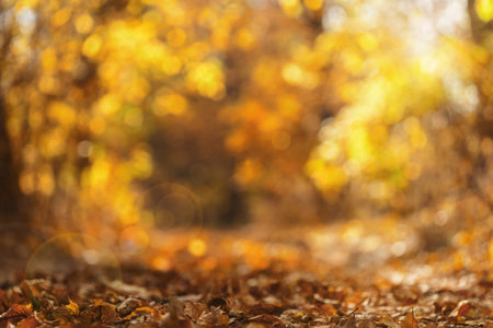 Fall leaves in blurred autumnal forest idyll. Autumn leaves on the sun.Blurred natural background....