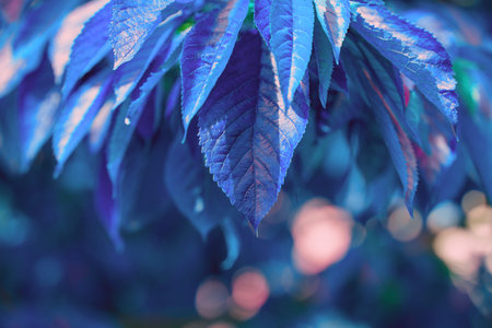 Natural background in blue tones. Abstract background with leaves and bokeh. Big leaf nature view in...