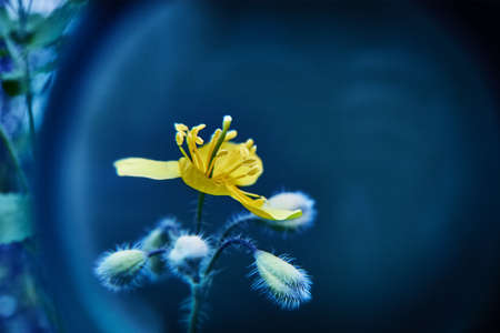 Ghost blue background with a yellow flower. Abstract natural background with celandine flower. The bud is celandine. Young buds of a celandine plant.Chelidoniumの写真素材