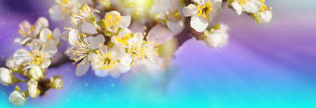 Blurred floral background. Tender background. Branches of a blossoming plum with soft focus on a gentle blue sky background in the sunlight with copy space. Beautiful floral image of spring nature.の写真素材