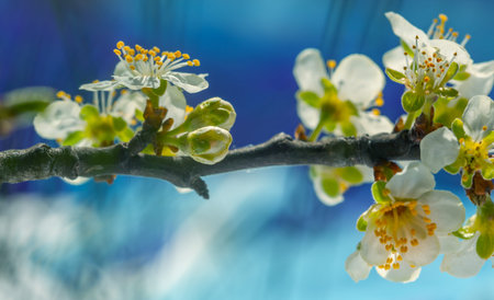 Floral background Gentle natural background with a blue accent. Plum blossoms in spring in nature....