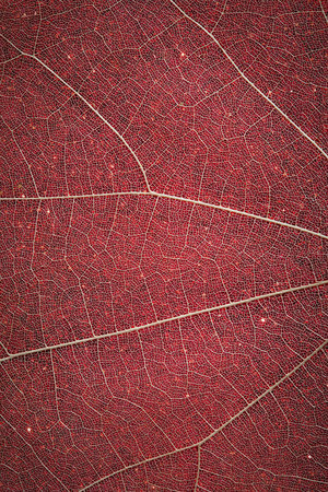 Abstract red brown background. The texture of autumn leaves. Autumn background.Vintage background