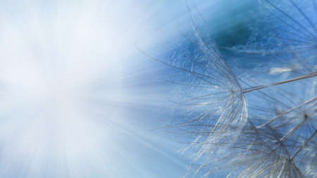 Tragopogon pratensis. Delicate blue and white floral background. Misty blurred background from dandelion seedsの写真素材