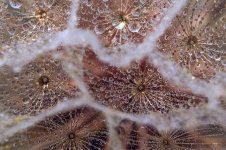 Close-up of seeds with umbrellas in drops of water.Tragopogon pratensis. Macro photo of a dew drops on a tragopogon flowerの写真素材