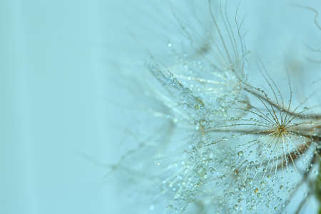 Clear water drops on a dandelion. Beautiful shiny drops of dew on dandelion seeds. Macro close up. Drops of water on a dandelion parachute on a beautiful blue background. Soft dreamy gentle art image.の写真素材
