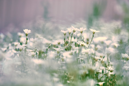 Delicate floral background in pastel colors. Misty blurred background with white flowers. Can be used as background for happy birthday greeting cards, for weddings, for web design.の写真素材