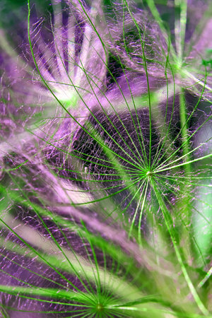 Closeup of seeds with umbrellas. Bright multicolor floral background. Tragopogon pratensis. Misty...