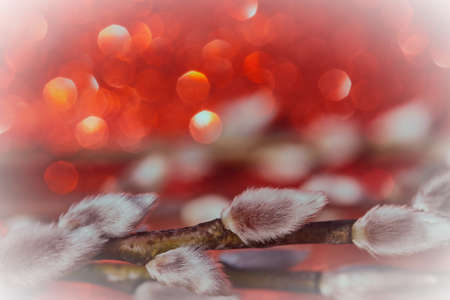 Abstract natural background with bokeh. Blurred willow flowers background. Tender natural background. Willow kittens. Willow branches with soft fluffy buds. Palm Sunday. Selective focus and blur.の写真素材
