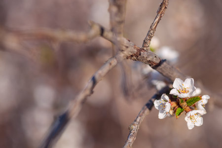 Natural pastel brown background. Felt cherry flowers. White flowers on a dry branch. Floral background in vintage style. Pastel colors, copy space. Floral background with bokeh.の写真素材