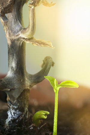 Green leaves of young shoots and a dry trunk. The home flower dried up and new ones were born. Young...
