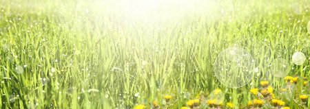 Defocused natural green background.Dewy Fresh Grass Spring. Abstract style spring meadow. Horizontal...