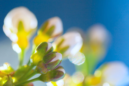 Blurred floral background with copy space for your text. Cherry blossom flower buds in spring....