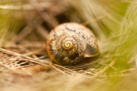 Pastel blurred background of snail shell on dry grass. Defocused natural background in brown tones.の写真素材
