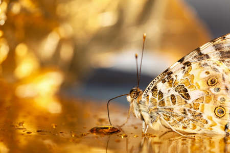 Selective focus. Yellow background with butterfly. Beautiful natural background with butterfly that drinks golden water. Fantastic background.の写真素材